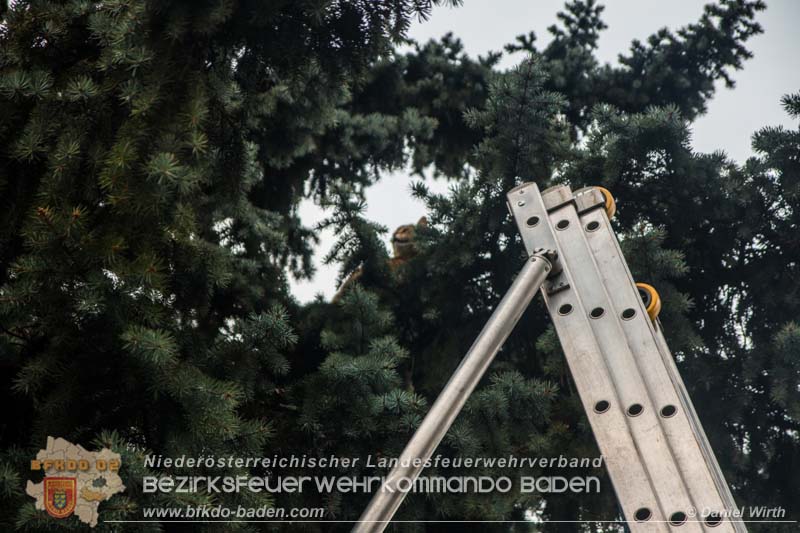 www.ffbv.at - Tierrettung