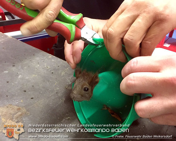 20150921 Tierrettung im FW Haus Baden Weikersdorf  Foto: © Pavel Belikov FF Baden Weikersdorf