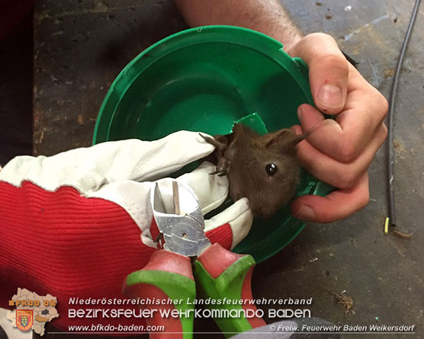 20150921 Tierrettung im FW Haus Baden Weikersdorf  Foto: © Pavel Belikov FF Baden Weikersdorf