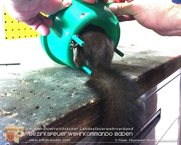20150921 Tierrettung im FW Haus Baden Weikersdorf  Foto: © Pavel Belikov FF Baden Weikersdorf