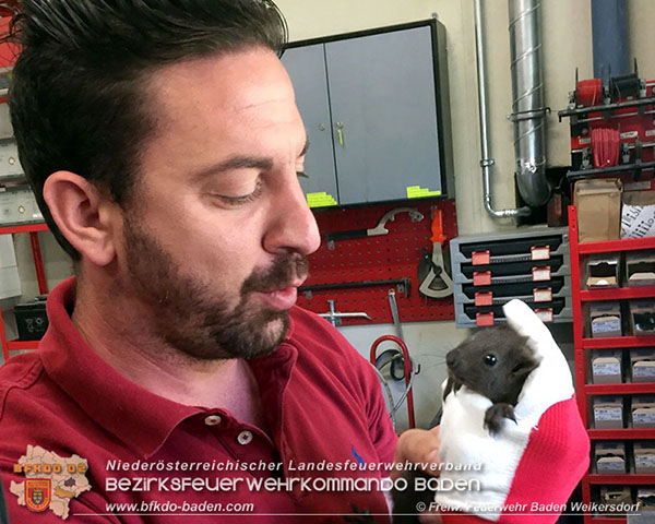 20150921 Tierrettung im FW Haus Baden Weikersdorf  Foto: © Pavel Belikov FF Baden Weikersdorf