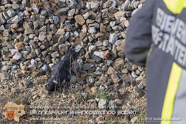 20151028 Bahndammbrand Pfaffstaetten ausgeloest durch Kraehe Foto: © Stefan Schneider 20151028 Bahndammbrand Pfaffstaetten ausgeloest durch Kraehe Foto: © Stefan Schneider