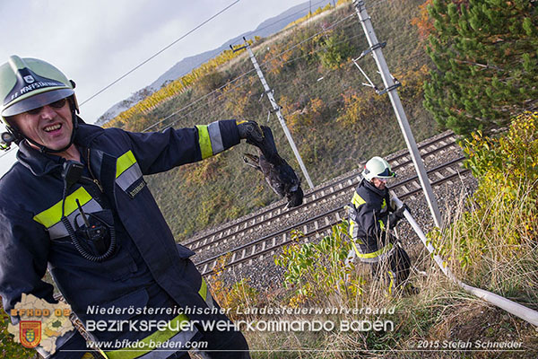20151028 Bahndammbrand Pfaffstaetten ausgeloest durch Kraehe Foto: © Stefan Schneider 20151028 Bahndammbrand Pfaffstaetten ausgeloest durch Kraehe Foto: © Stefan Schneider