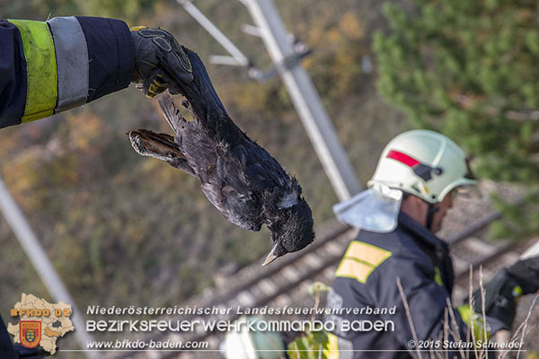 20151028 Bahndammbrand Pfaffstaetten ausgeloest durch Kraehe Foto: © Stefan Schneider 20151028 Bahndammbrand Pfaffstaetten ausgeloest durch Kraehe Foto: © Stefan Schneider