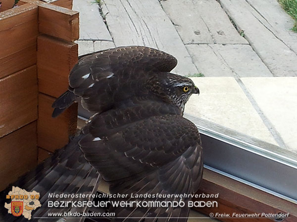 20151220 Feuerwehr Potendorf rettet Greifvogel  Foto: © FF Pottendorf