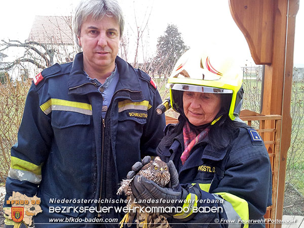 20151220 Feuerwehr Potendorf rettet Greifvogel Foto: © FF Pottendorf 20151220 Feuerwehr Potendorf rettet Greifvogel Foto: © FF Pottendorf