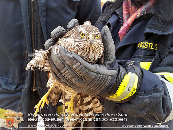 20151220 Feuerwehr Potendorf rettet Greifvogel Foto: © FF Pottendorf 20151220 Feuerwehr Potendorf rettet Greifvogel Foto: © FF Pottendorf