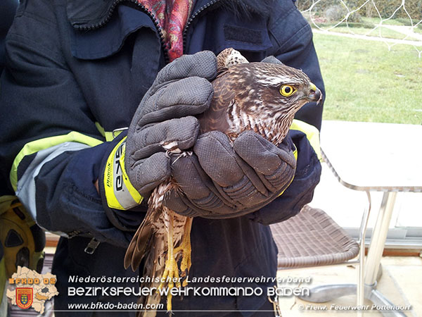 20151220 Feuerwehr Potendorf rettet Greifvogel Foto: © FF Pottendorf 20151220 Feuerwehr Potendorf rettet Greifvogel Foto: © FF Pottendorf