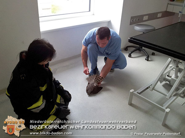 20151220 Feuerwehr Potendorf rettet Greifvogel Foto: © FF Pottendorf 20151220 Feuerwehr Potendorf rettet Greifvogel Foto: © FF Pottendorf