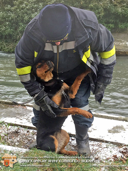 20160101 Tierrettung aus Fischa in Weigelsdorf  Foto: © Rene Weiner FF Weigelsdorf