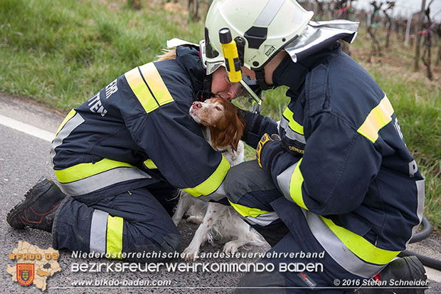 20160325 VU Weinbergstr. Pfaffstätten-Gumpoldskirchen  Foto: © Stefan Schneider