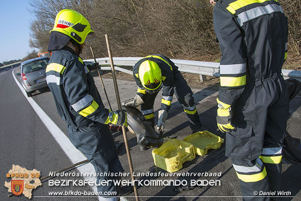 20160327 VU A2 Leobersdorf-Wöllersdorf RFb Süden  Foto: © Daniel Wirth
