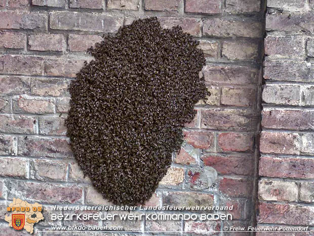 20160621 Bienenvolk von Hausfassade in Pottendorf entfernt Foto: © FF Pottendorf 20160621 Bienenvolk von Hausfassade in Pottendorf entfernt Foto: © FF Pottendorf