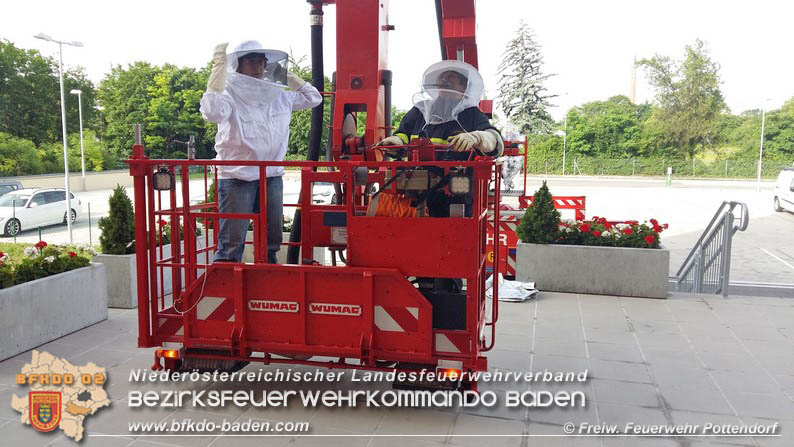 20160621 Bienenvolk von Hausfassade in Pottendorf entfernt Foto: © FF Pottendorf 20160621 Bienenvolk von Hausfassade in Pottendorf entfernt Foto: © FF Pottendorf