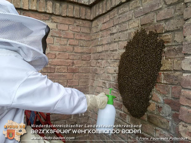 20160621 Bienenvolk von Hausfassade in Pottendorf entfernt Foto: © FF Pottendorf 20160621 Bienenvolk von Hausfassade in Pottendorf entfernt Foto: © FF Pottendorf