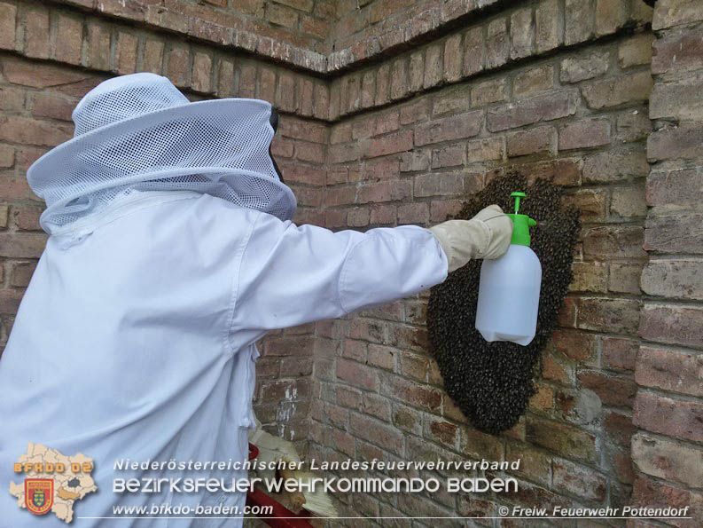 20160621 Bienenvolk von Hausfassade in Pottendorf entfernt Foto: © FF Pottendorf 20160621 Bienenvolk von Hausfassade in Pottendorf entfernt Foto: © FF Pottendorf
