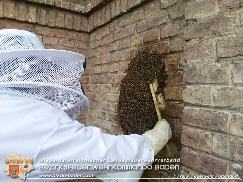 20160621 Bienenvolk von Hausfassade in Pottendorf entfernt Foto: © FF Pottendorf 20160621 Bienenvolk von Hausfassade in Pottendorf entfernt Foto: © FF Pottendorf