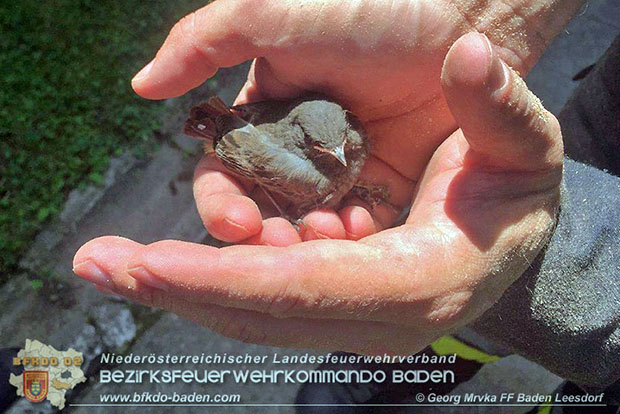 20160704 Vogel verirrt sich hinter Wandverbau in Wohnung  Foto: © Georg Mrvka  FF Baden-Leesdorf