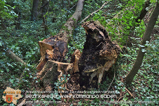 20160714 Sturmschaden in Traiskirchen-Wienersdorf  Foto: © Bernhard Rzidky