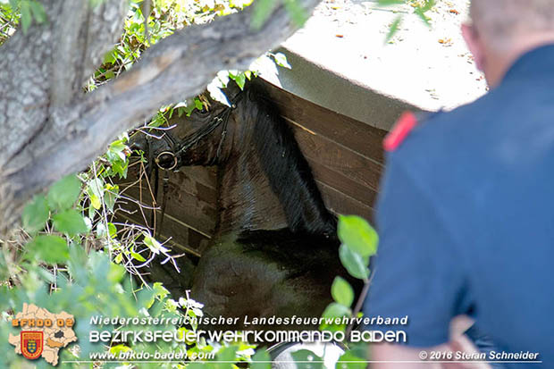 20160726 Pferd über steile Böschung in Baden abgestürzt  Foto: © Stefan Schneider