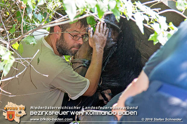 20160726 Pferd über steile Böschung in Baden abgestürzt  Foto: © Stefan Schneider