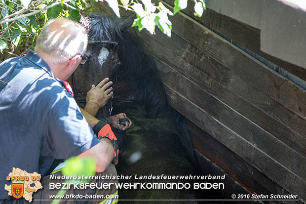 20160726 Pferd über steile Böschung in Baden abgestürzt  Foto: © Stefan Schneider