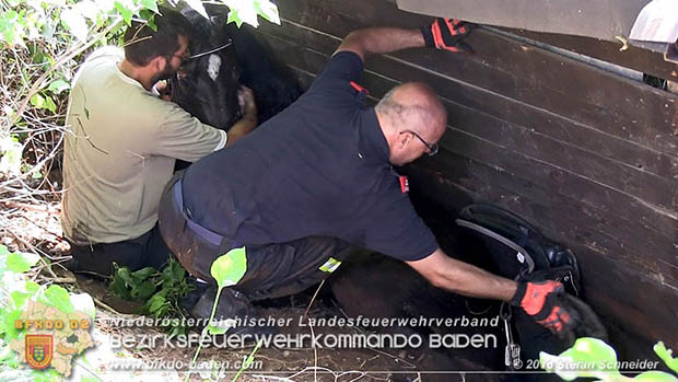 20160726 Pferd über steile Böschung in Baden abgestürzt  Foto: © Stefan Schneider