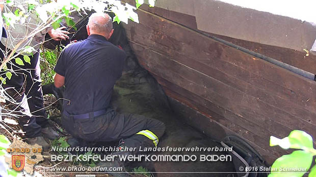 20160726 Pferd über steile Böschung in Baden abgestürzt  Foto: © Stefan Schneider