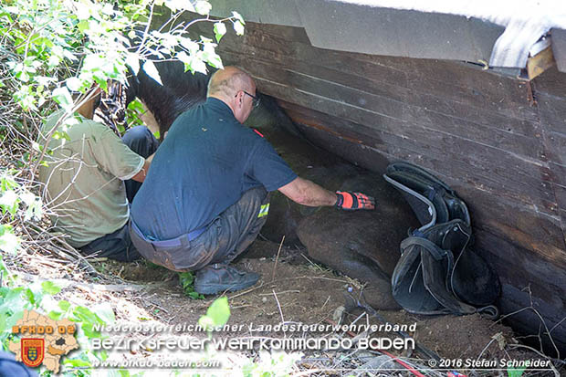 20160726 Pferd über steile Böschung in Baden abgestürzt  Foto: © Stefan Schneider