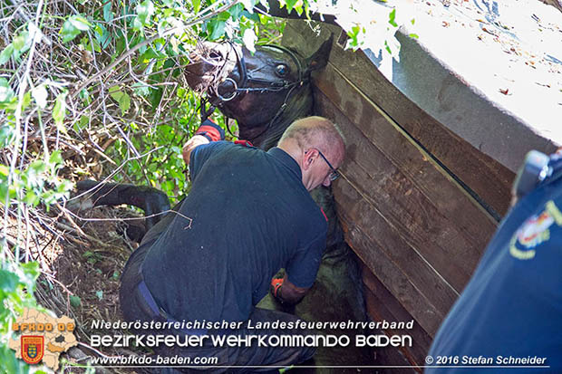 20160726 Pferd über steile Böschung in Baden abgestürzt  Foto: © Stefan Schneider