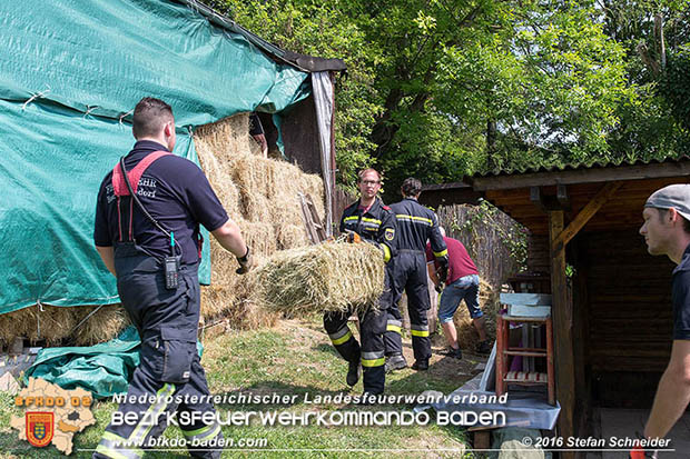 20160726 Pferd über steile Böschung in Baden abgestürzt  Foto: © Stefan Schneider