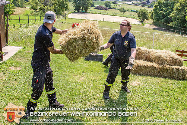 20160726 Pferd über steile Böschung in Baden abgestürzt  Foto: © Stefan Schneider