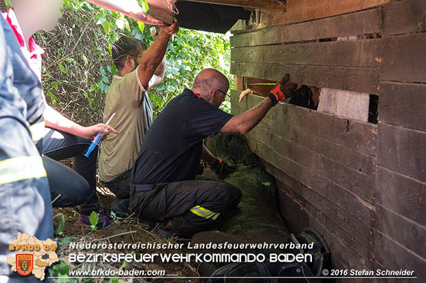 20160726 Pferd über steile Böschung in Baden abgestürzt  Foto: © Stefan Schneider