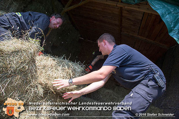 20160726 Pferd über steile Böschung in Baden abgestürzt  Foto: © Stefan Schneider