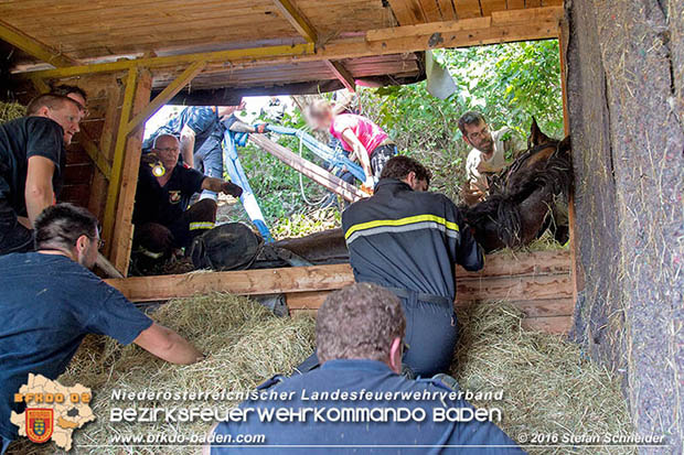 20160726 Pferd über steile Böschung in Baden abgestürzt  Foto: © Stefan Schneider