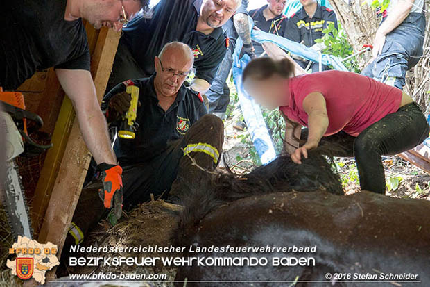 20160726 Pferd über steile Böschung in Baden abgestürzt  Foto: © Stefan Schneider