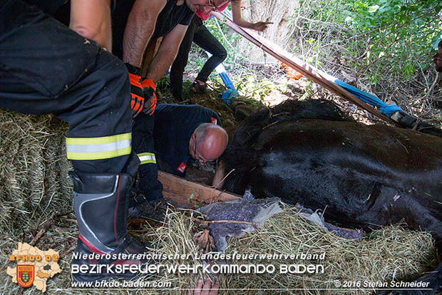 20160726 Pferd über steile Böschung in Baden abgestürzt  Foto: © Stefan Schneider