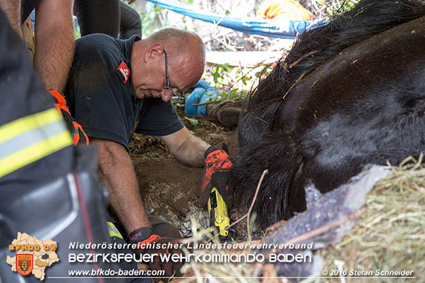 20160726 Pferd über steile Böschung in Baden abgestürzt  Foto: © Stefan Schneider