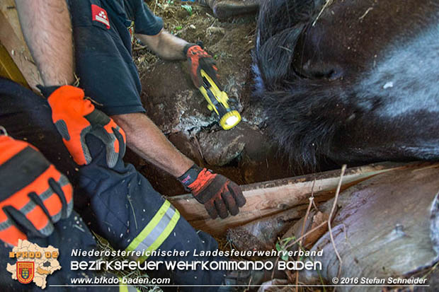 20160726 Pferd über steile Böschung in Baden abgestürzt  Foto: © Stefan Schneider