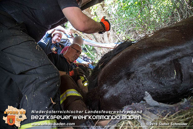 20160726 Pferd über steile Böschung in Baden abgestürzt  Foto: © Stefan Schneider