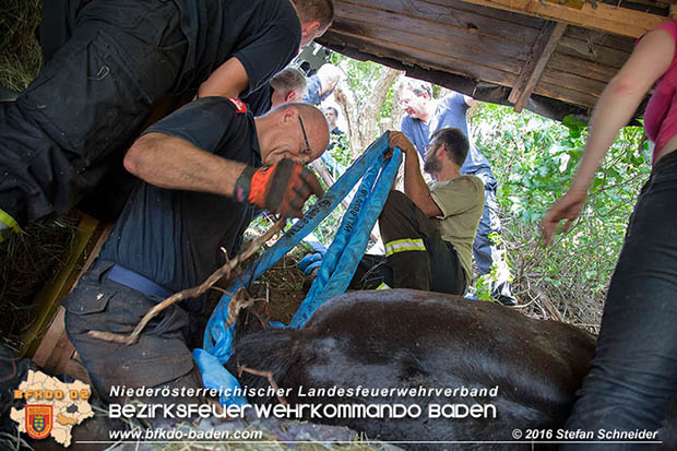 20160726 Pferd über steile Böschung in Baden abgestürzt  Foto: © Stefan Schneider