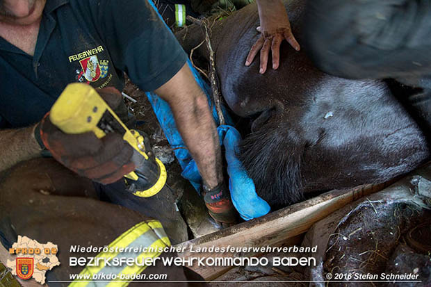 20160726 Pferd über steile Böschung in Baden abgestürzt  Foto: © Stefan Schneider