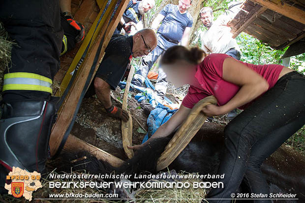 20160726 Pferd über steile Böschung in Baden abgestürzt  Foto: © Stefan Schneider