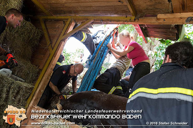 20160726 Pferd über steile Böschung in Baden abgestürzt  Foto: © Stefan Schneider