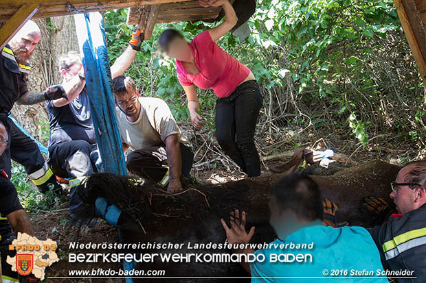 20160726 Pferd über steile Böschung in Baden abgestürzt  Foto: © Stefan Schneider