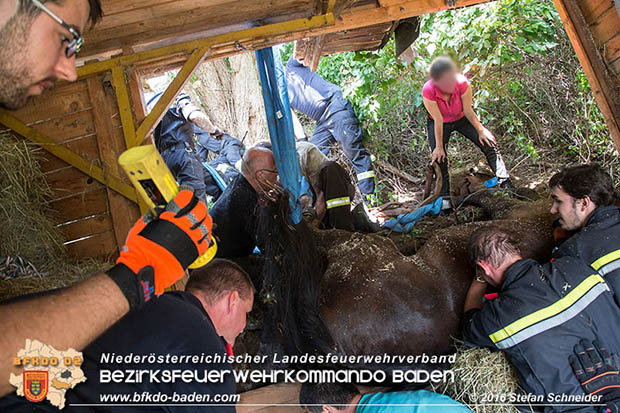 20160726 Pferd über steile Böschung in Baden abgestürzt  Foto: © Stefan Schneider