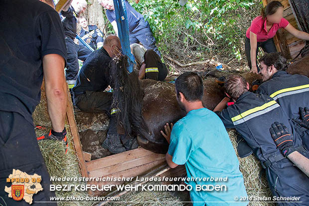 20160726 Pferd über steile Böschung in Baden abgestürzt  Foto: © Stefan Schneider