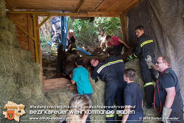 20160726 Pferd über steile Böschung in Baden abgestürzt  Foto: © Stefan Schneider
