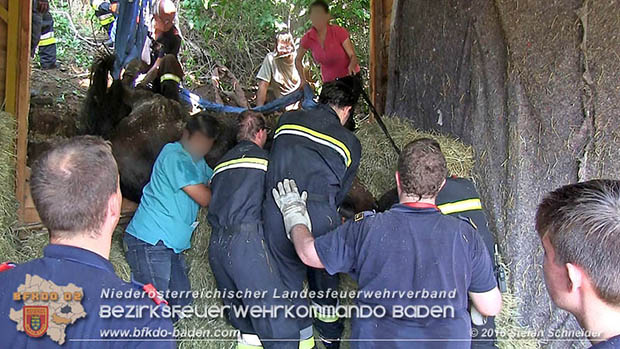 20160726 Pferd über steile Böschung in Baden abgestürzt  Foto: © Stefan Schneider