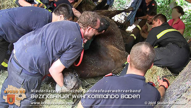 20160726 Pferd über steile Böschung in Baden abgestürzt  Foto: © Stefan Schneider